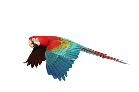 Parrot Stock Photos