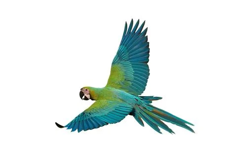 Parrot Stock Photos