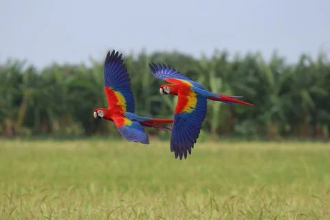 Parrot Stock Photos