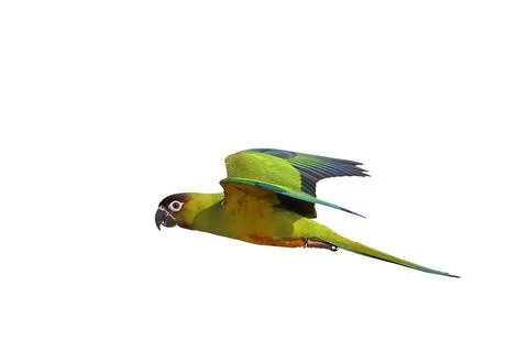 Parrot Stock Photos
