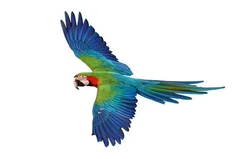 Parrot Stock Photos