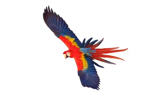 Parrot Stock Photos
