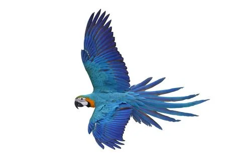 Parrot Stock Photos