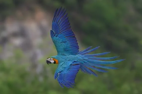 Parrot Stock Photos