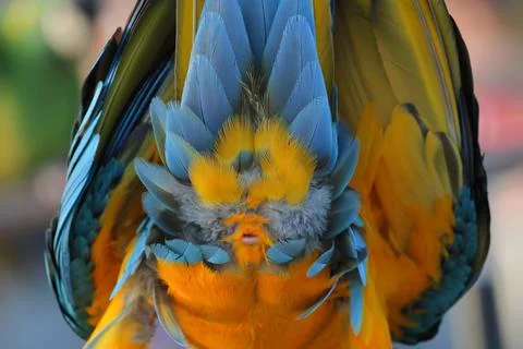 Parrot Stock Photos