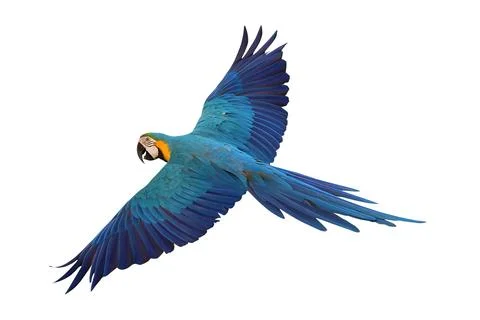 Parrot Fotos de archivo