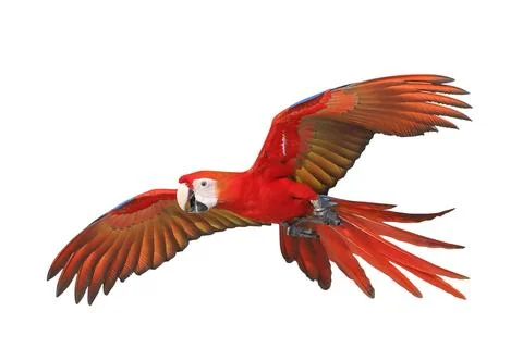 Parrot Fotos de archivo