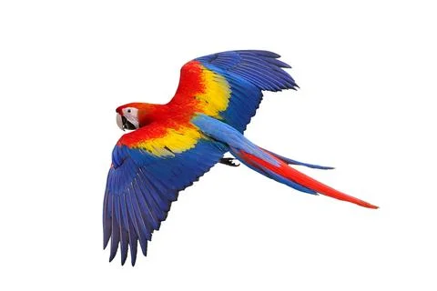 Parrot 写真素材