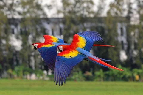 Parrot Foto stock