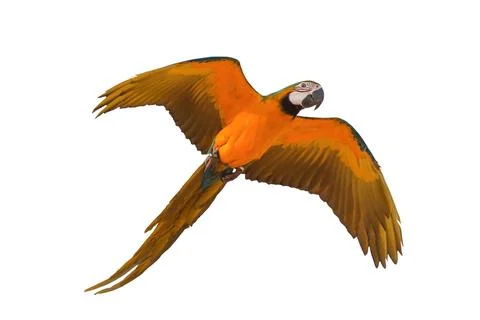 Parrot Foto stock
