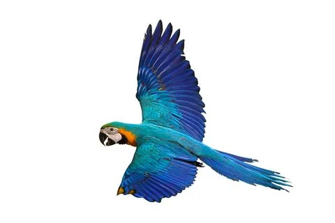 Parrot Foto stock