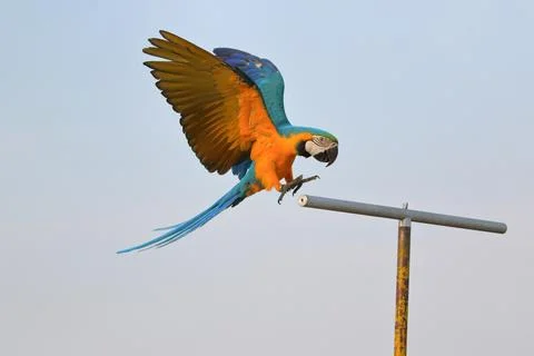 Parrot Foto stock