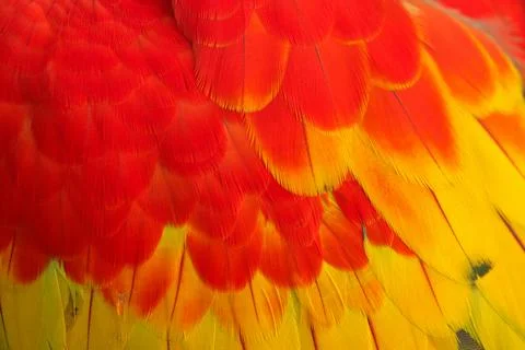 Parrot Foto stock