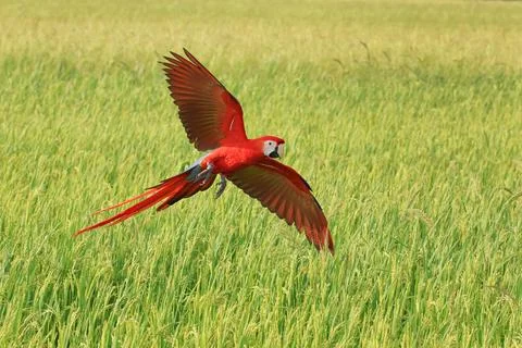 Parrot Fotos Stock