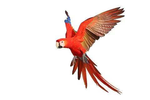 Parrot Stock Photos