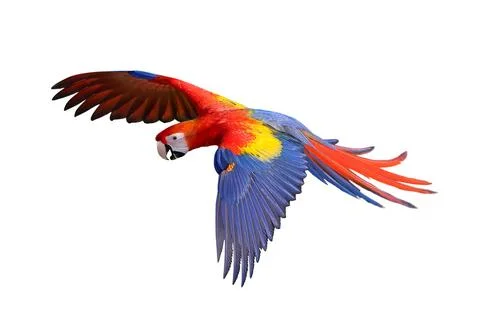 Parrot Stock Photos