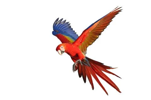 Parrot Stock Photos