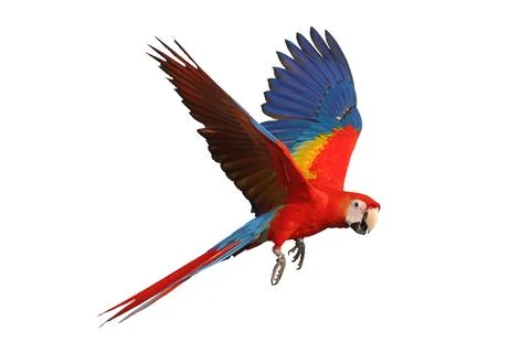 Parrot Stock Photos
