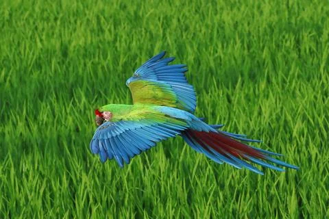 Parrot Stock Photos