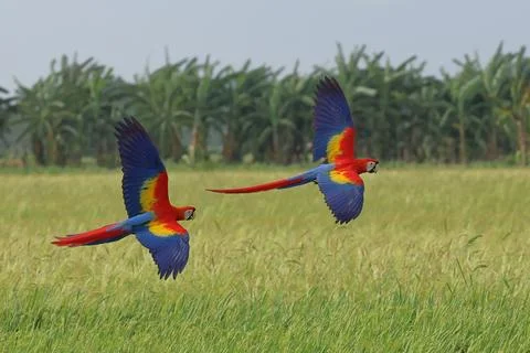 Parrot Stock Photos