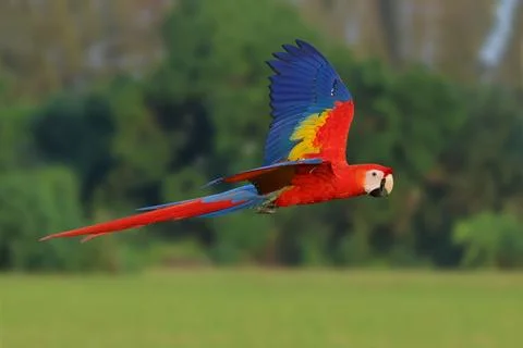 Parrot Stock Photos