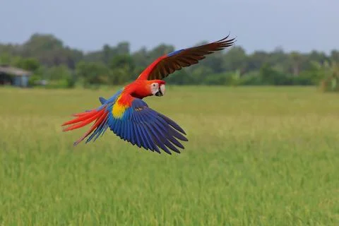 Parrot Stock Photos