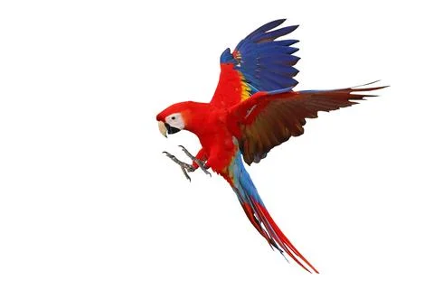 Parrot Stock Photos