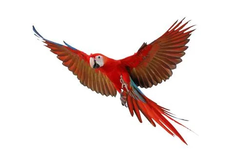 Parrot 库存照片