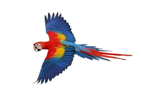 Parrot Stock Photos