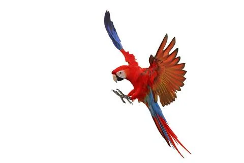 Parrot Stock Photos