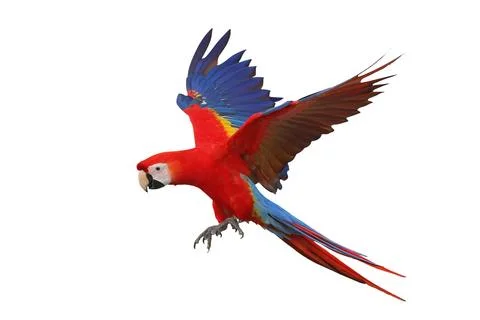 Parrot Stock Photos