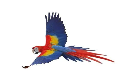 Parrot Stock Photos