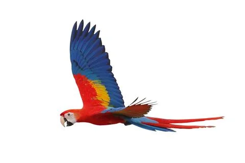 Parrot Stock Photos