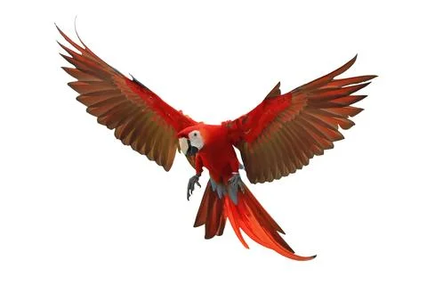 Parrot Stock Photos
