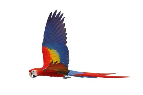 Parrot Stock Photos