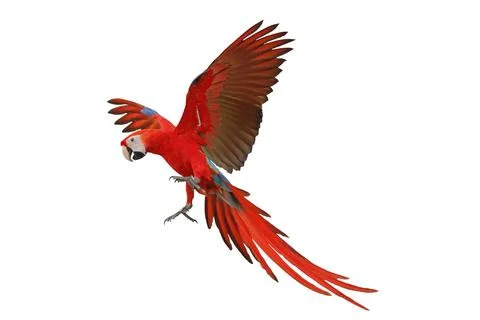 Parrot Stock Photos
