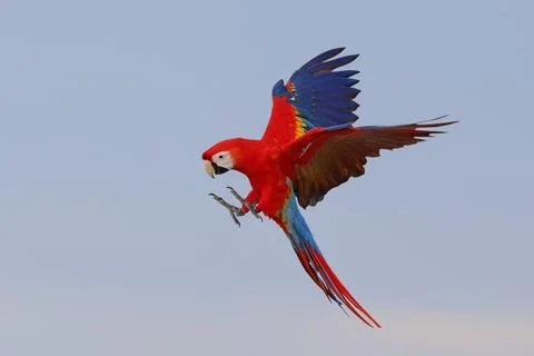 Parrot Stock Photos