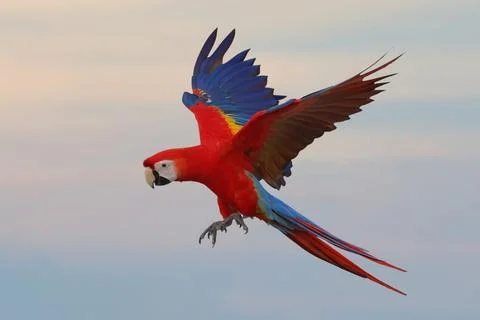 Parrot Stock Photos