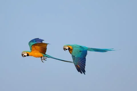 Parrot Stock Photos