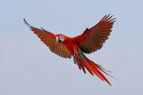Parrot Stock Photos