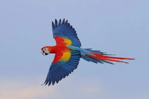 Parrot Stock Photos