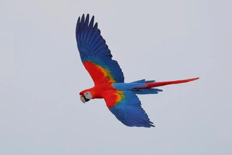 Parrot Stock Photos