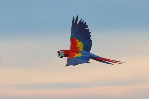 Parrot Stock Photos