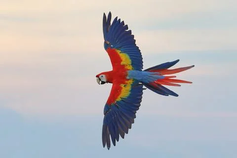 Parrot Stock Photos