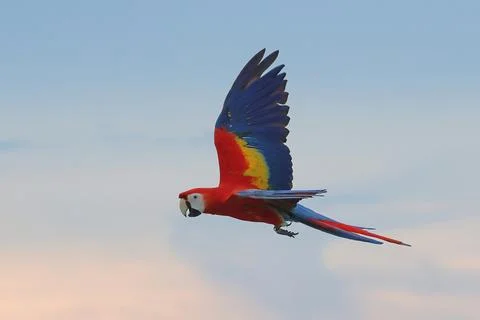 Parrot Stock Photos