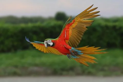 Parrot Stock Photos