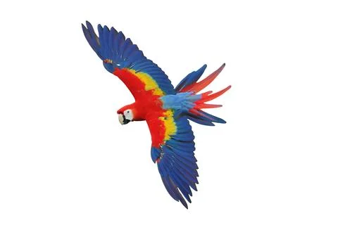 Parrot Stock Photos