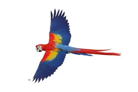 Parrot Stock Photos
