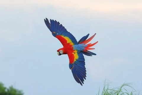 Parrot Stock Photos