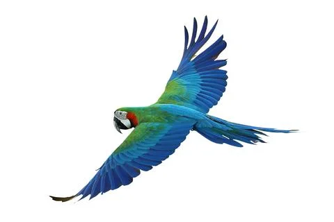 Parrot Stock Photos
